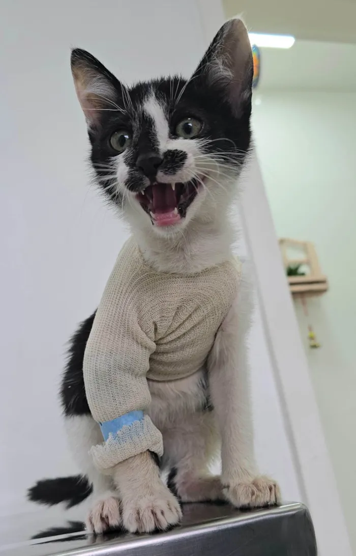 Gato ra a SRD-ViraLata idade 2 a 6 meses nome Flash