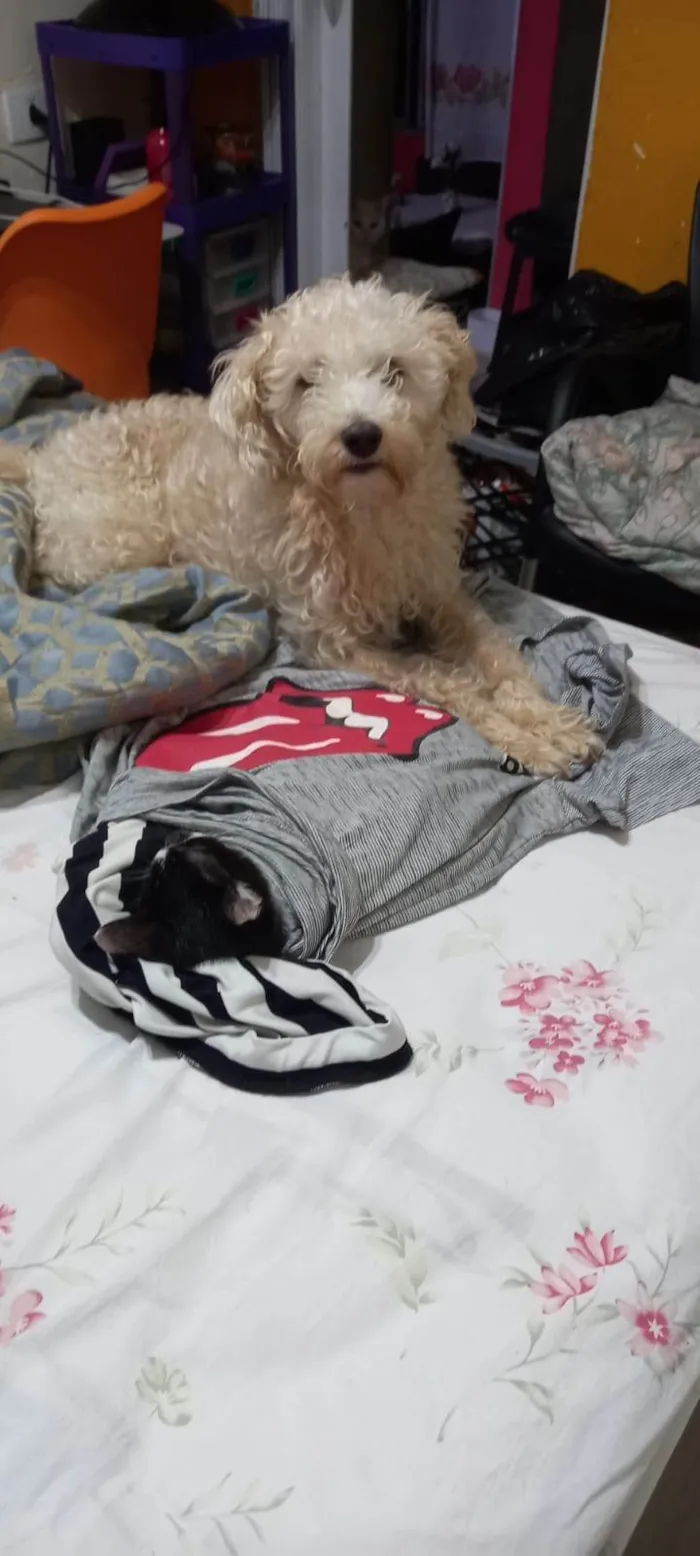 Gato ra a SRD-ViraLata idade 2 a 6 meses nome Flash