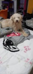 Flash
