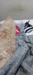 Flash