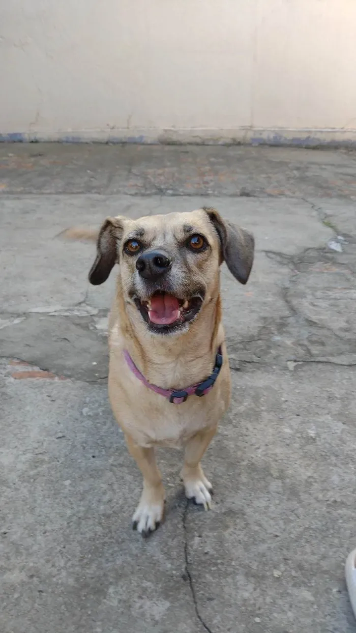 Cachorro ra a SRD-ViraLata idade 4 anos nome LUNA