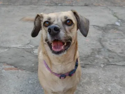 Cachorro raça SRD-ViraLata idade 4 anos nome LUNA