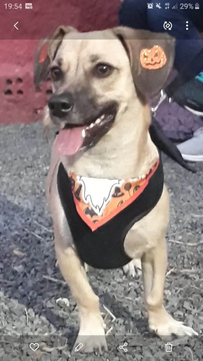 Cachorro ra a SRD-ViraLata idade 4 anos nome LUNA