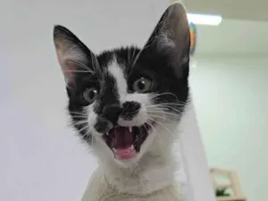 Gato raça SRD-ViraLata idade 2 a 6 meses nome Flash