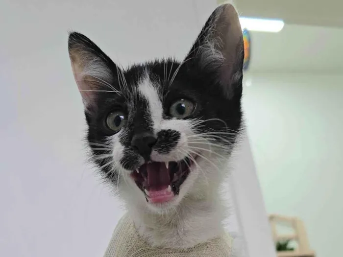 Gato ra a SRD-ViraLata idade 2 a 6 meses nome Flash