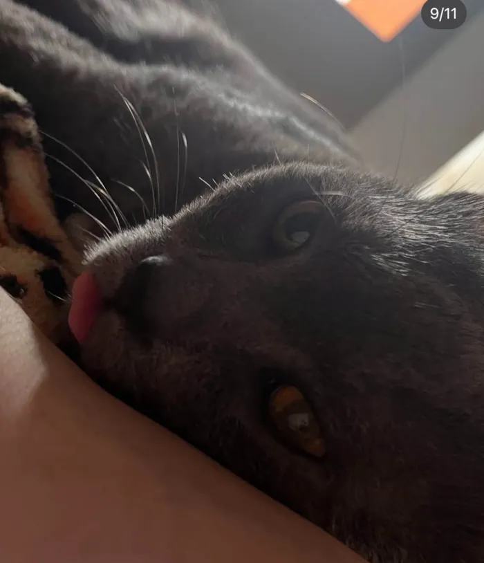 Gato ra a SRD-ViraLata idade 5 anos nome Georgie