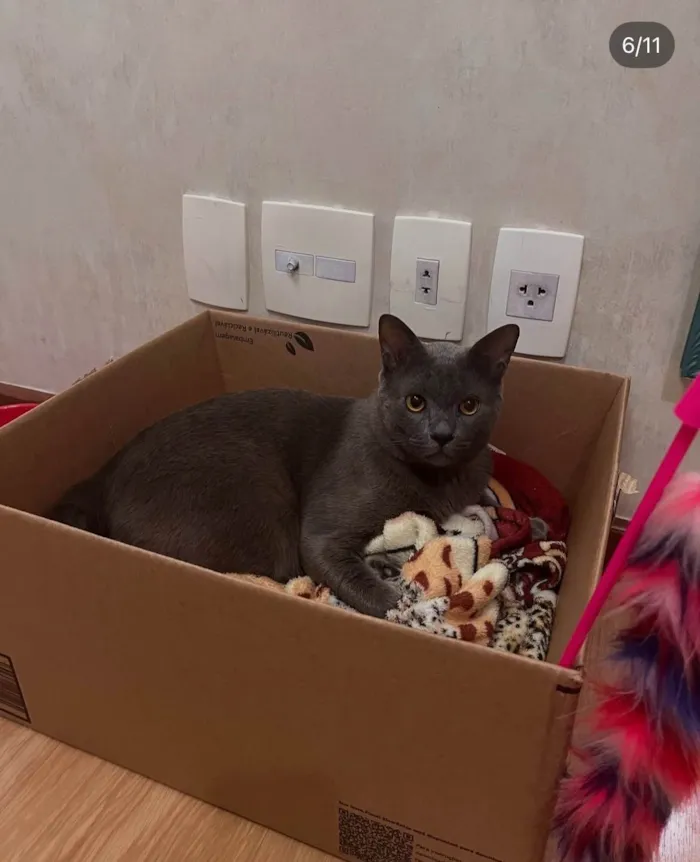 Gato ra a SRD-ViraLata idade 5 anos nome Georgie