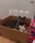 Georgie