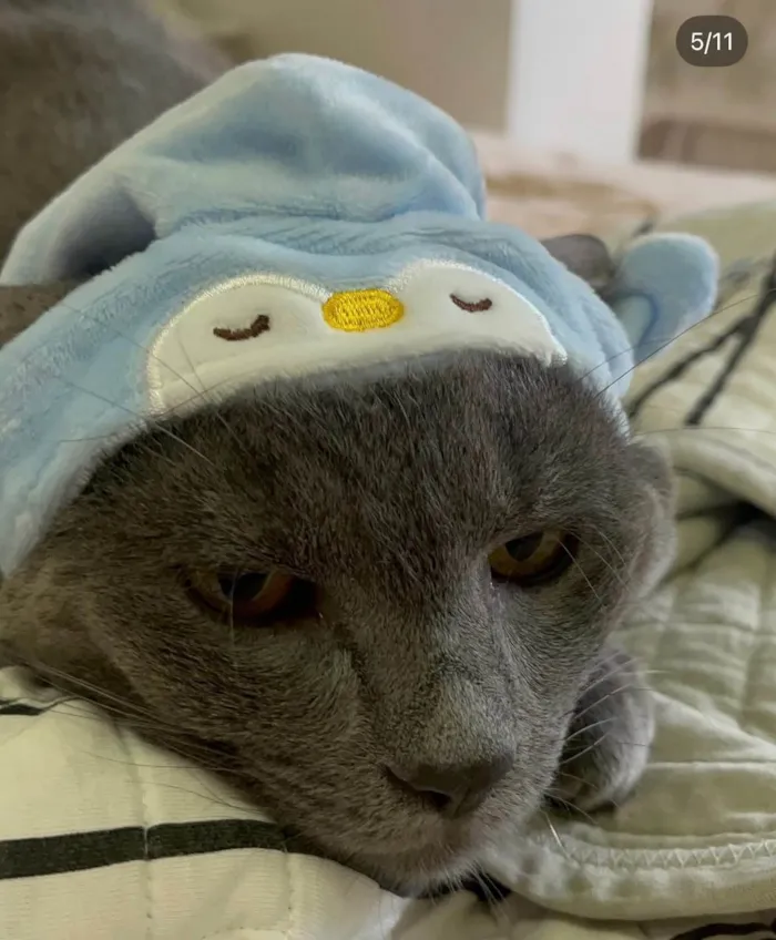 Gato ra a SRD-ViraLata idade 5 anos nome Georgie