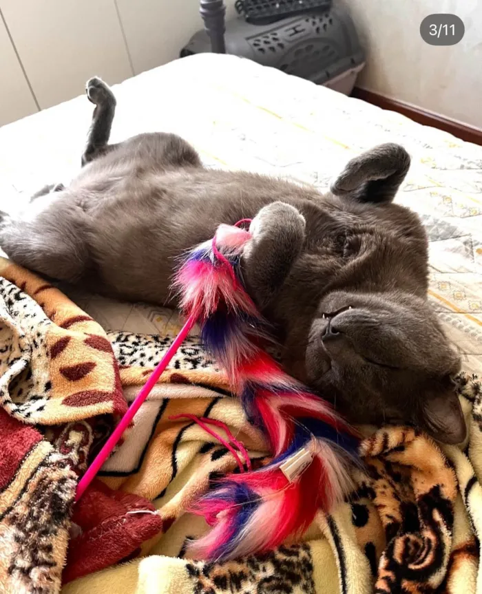 Gato ra a SRD-ViraLata idade 5 anos nome Georgie