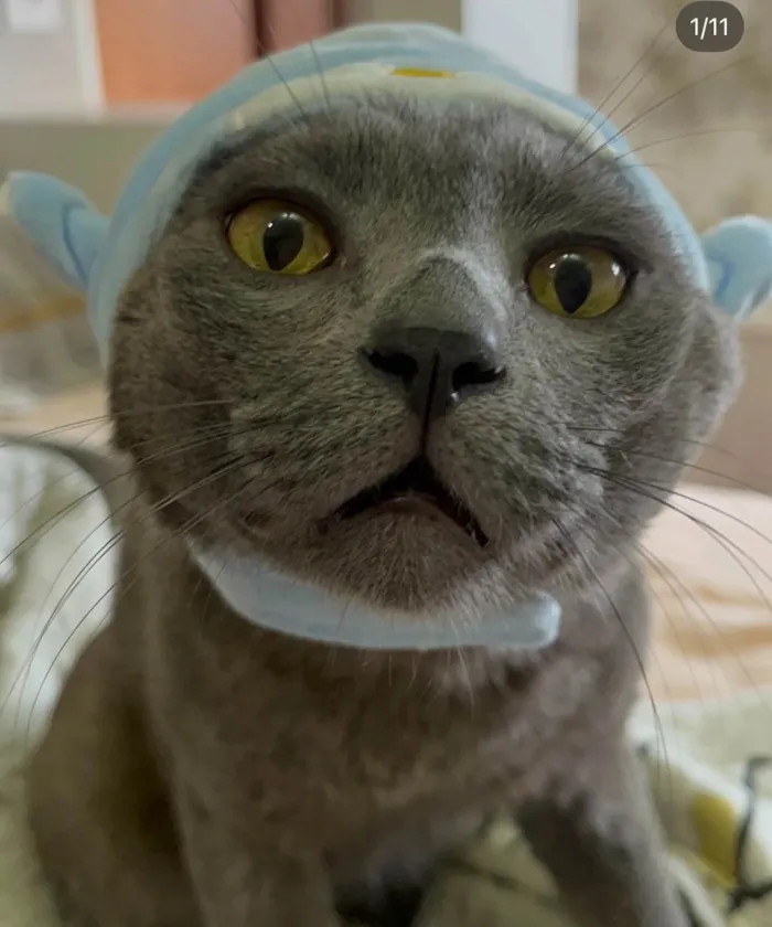 Gato ra a SRD-ViraLata idade 5 anos nome Georgie