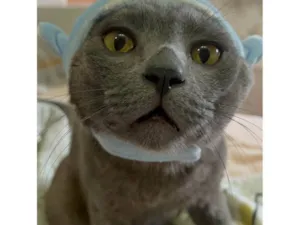 Gato raça SRD-ViraLata idade 5 anos nome Georgie