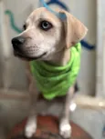 Pirata