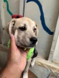 Pirata