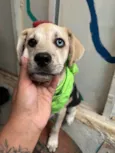 Pirata