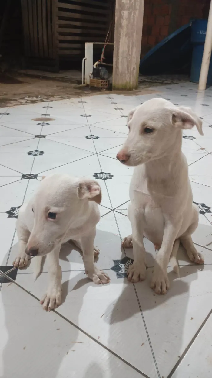Cachorro ra a SRD-ViraLata idade 2 a 6 meses nome Ainda não tenho 