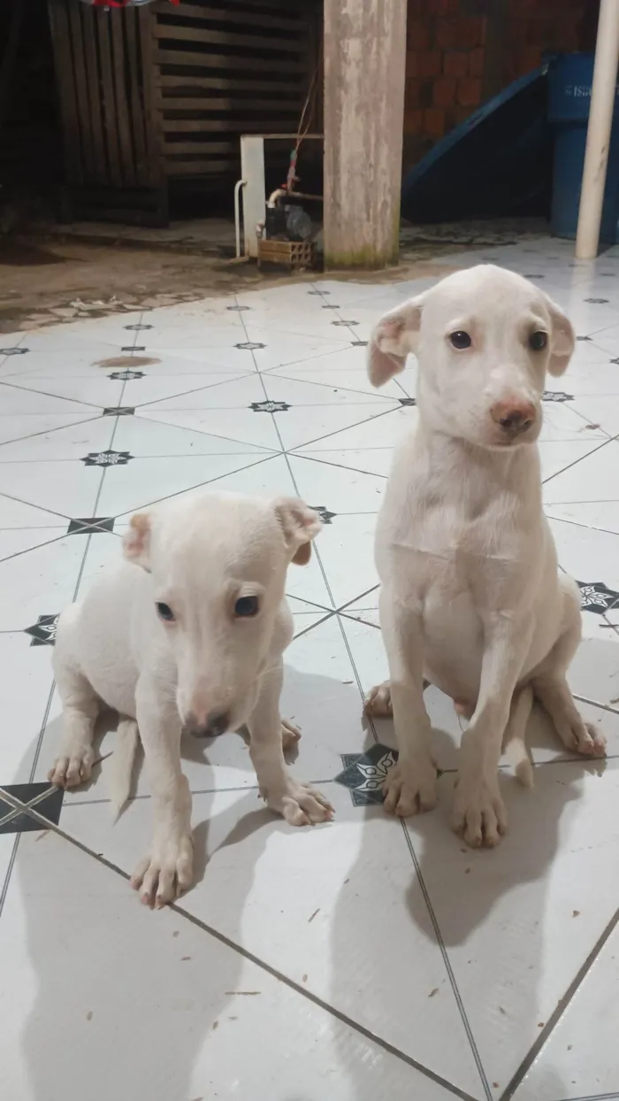 Cachorro ra a SRD-ViraLata idade 2 a 6 meses nome Ainda não tenho 