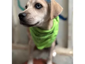 Cachorro raça SRD-ViraLata idade 2 a 6 meses nome Pirata 