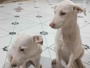 Cachorro raça SRD-ViraLata idade 2 a 6 meses nome Ainda não tenho 