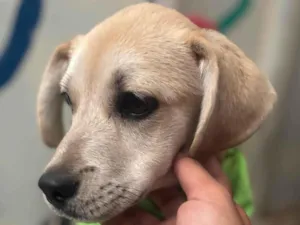 Cachorro raça SRD-ViraLata idade 2 a 6 meses nome Pirata 