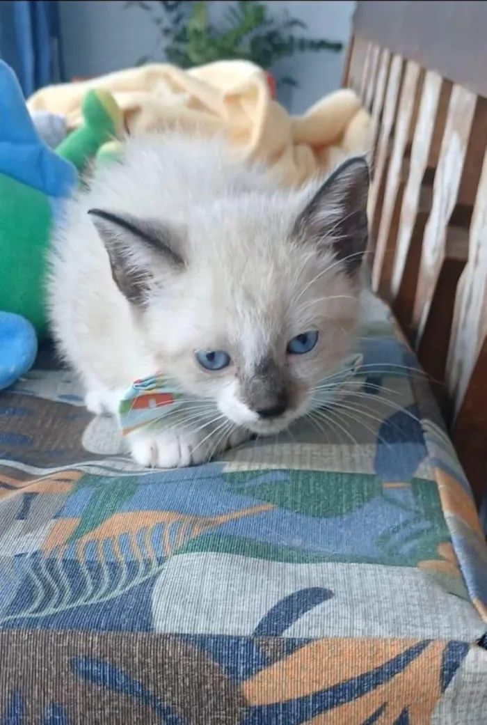 Gato ra a SRD-ViraLata idade 2 a 6 meses nome SCOTT