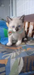 SCOTT