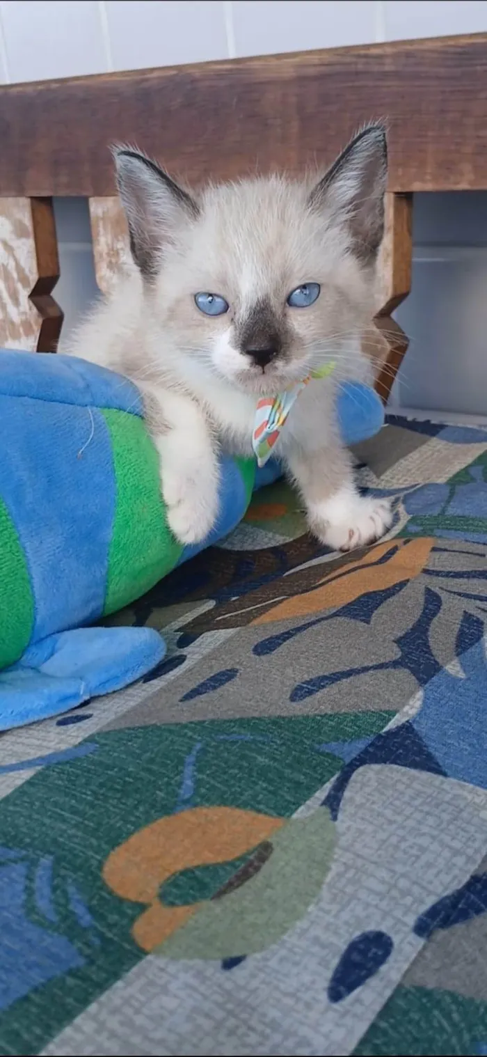 Gato ra a SRD-ViraLata idade 2 a 6 meses nome SCOTT