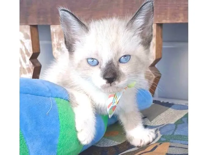Gato ra a SRD-ViraLata idade 2 a 6 meses nome SCOTT