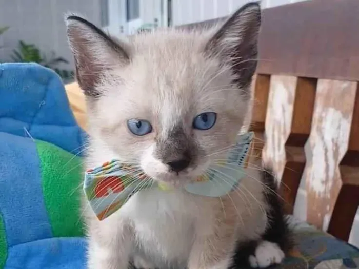 Gato ra a SRD-ViraLata idade 2 a 6 meses nome SCOTT