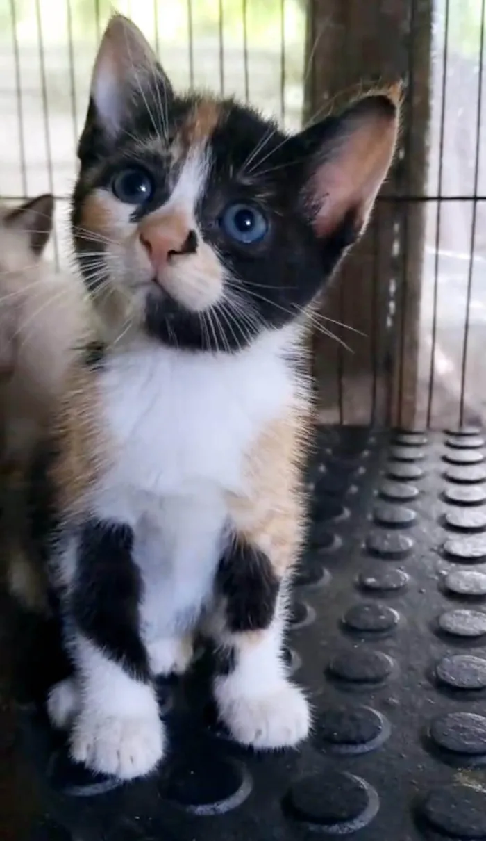 Gato ra a SRD-ViraLata idade 2 a 6 meses nome SOPHIA