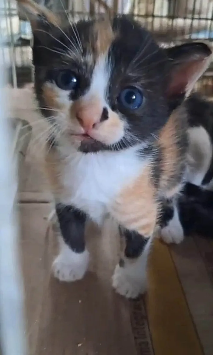 Gato ra a SRD-ViraLata idade 2 a 6 meses nome SOPHIA