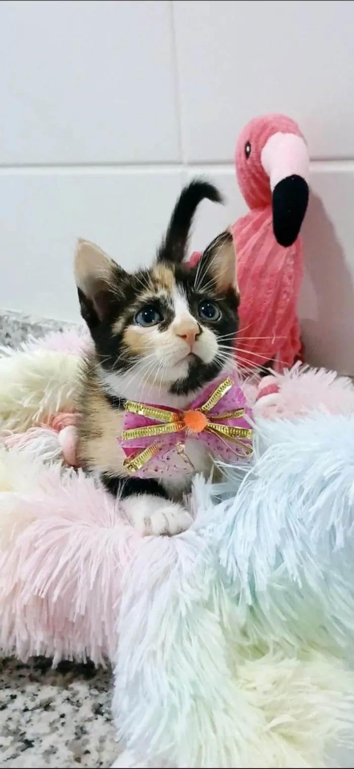 Gato ra a SRD-ViraLata idade 2 a 6 meses nome SOPHIA
