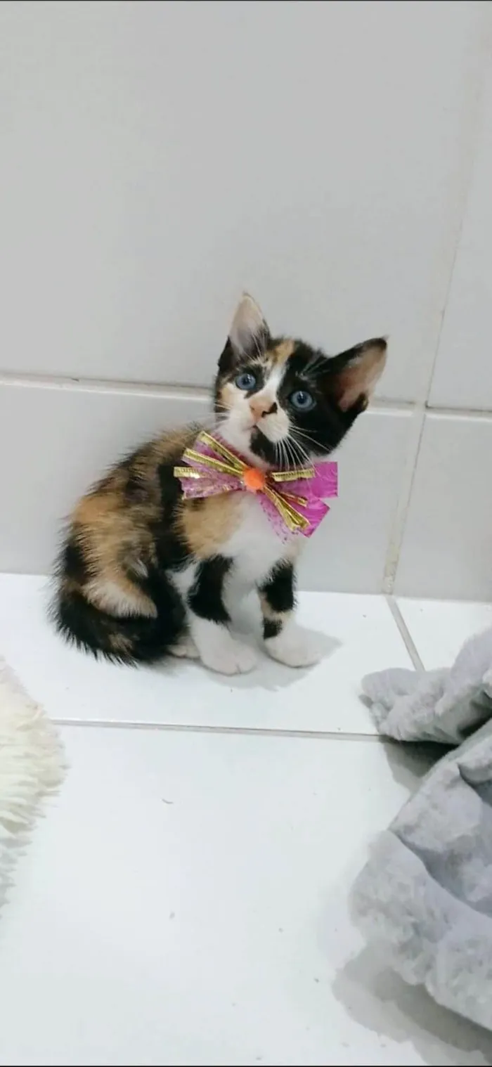 Gato ra a SRD-ViraLata idade 2 a 6 meses nome SOPHIA