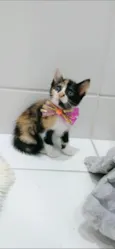 SOPHIA