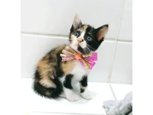 Gato raça SRD-ViraLata idade 2 a 6 meses nome SOPHIA