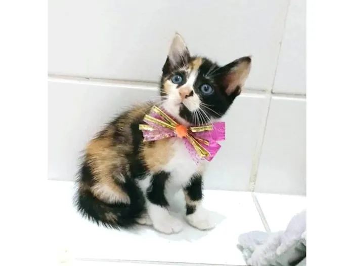 Gato ra a SRD-ViraLata idade 2 a 6 meses nome SOPHIA