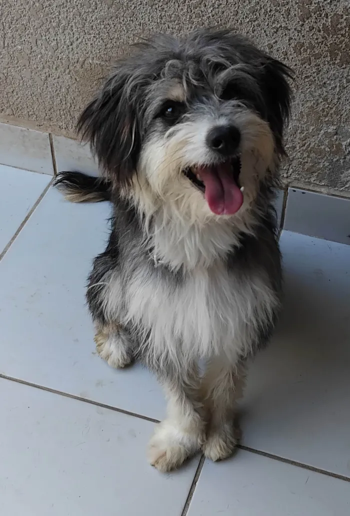 Cachorro ra a SRD-ViraLata idade 1 ano nome Dodo 
