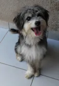 Dodo