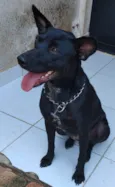 Arya