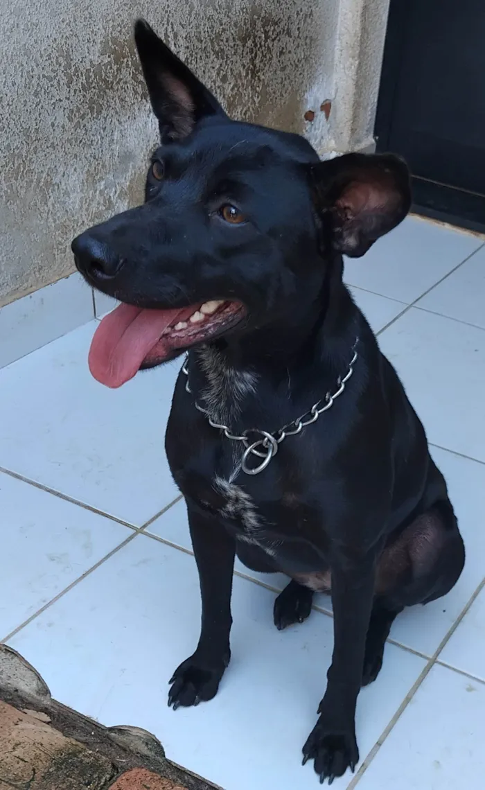Cachorro ra a SRD-ViraLata idade 1 ano nome Arya