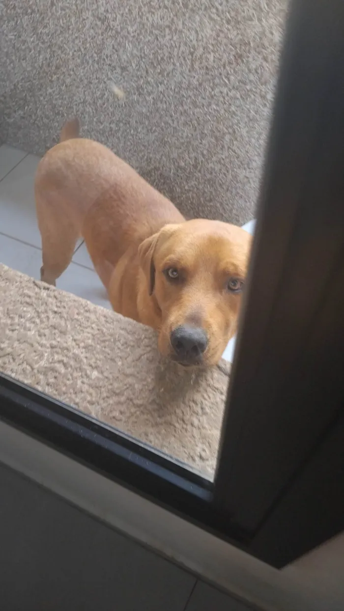 Cachorro ra a Labrador idade 2 anos nome Toro