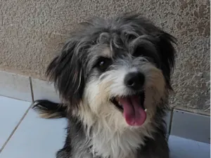 Cachorro raça SRD-ViraLata idade 1 ano nome Dodo 