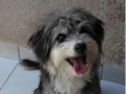 Dodo