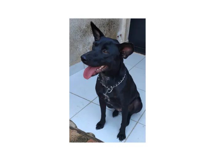 Cachorro ra a SRD-ViraLata idade 1 ano nome Arya