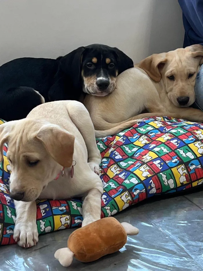 Cachorro ra a SRD-ViraLata idade 2 a 6 meses nome Filhotes 