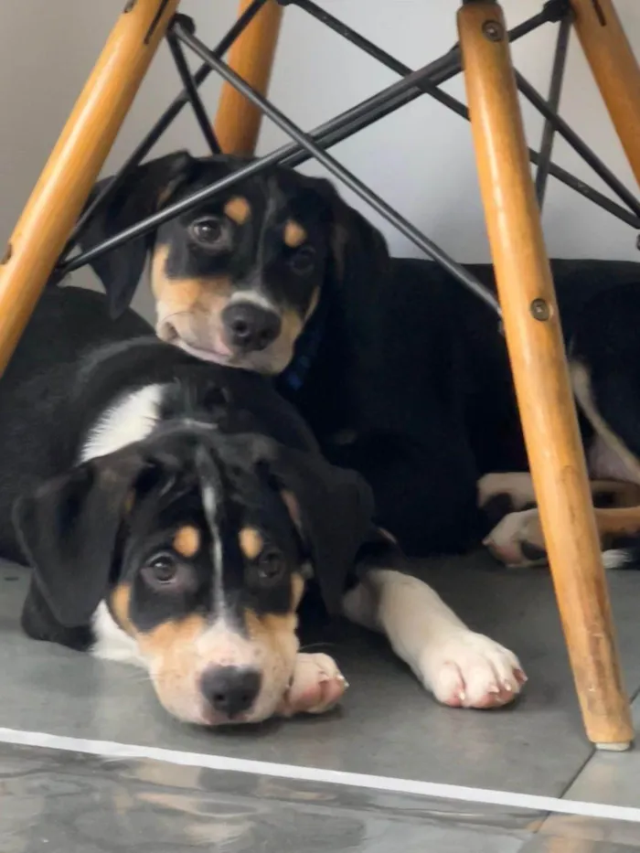 Cachorro ra a SRD-ViraLata idade 2 a 6 meses nome Filhotes 