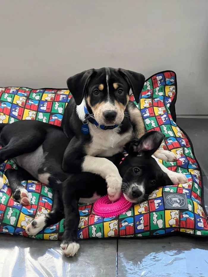 Cachorro ra a SRD-ViraLata idade 2 a 6 meses nome Filhotes 