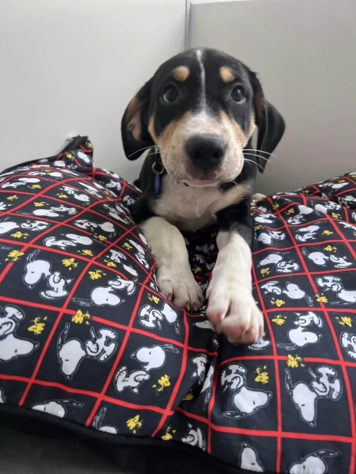 Cachorro ra a SRD-ViraLata idade 2 a 6 meses nome Filhotes 