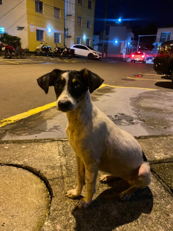 Cachorro ra a SRD-ViraLata idade 2 a 6 meses nome Belinha