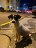 Belinha